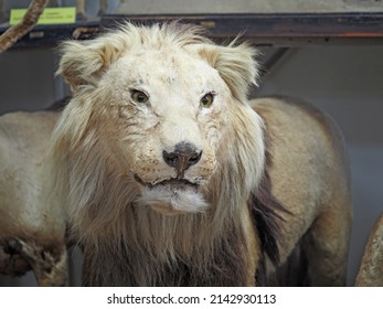 Lion, carnivorous mammals of felines. Exposition of the Zoological Museum. Big cats of the wild. High quality photo - Shutterstock ID 2142930113