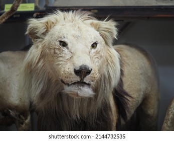 Lion, carnivorous mammals of felines. Exposition of the Zoological Museum. Big cats of the wild. High quality photo - Shutterstock ID 2144732535