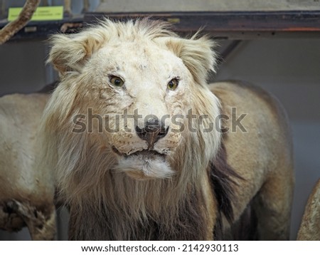 Lion, carnivorous mammals of felines. Exposition of the Zoological Museum. Big cats of the wild. High quality photo