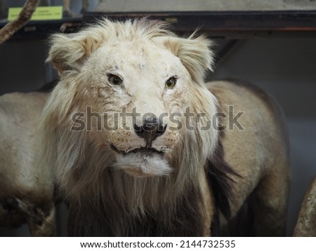 Lion, carnivorous mammals of felines. Exposition of the Zoological Museum. Big cats of the wild. High quality photo