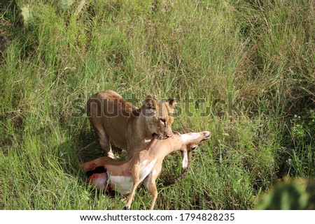 Lion carrying death impala antelope kill after hunt in Masai Mara National Reserve, Kenya, Africa