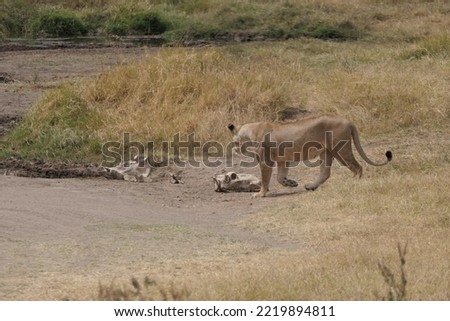 A lion casual walking by a hippo skull 