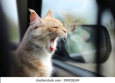 230,201 Cat lion Images, Stock Photos & Vectors | Shutterstock