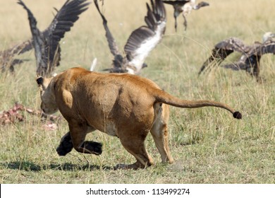 Lion Chases Away Vultures