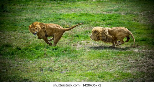 male lion chasing deer