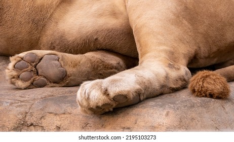 Lion Close-up. Lion Paws Close Up