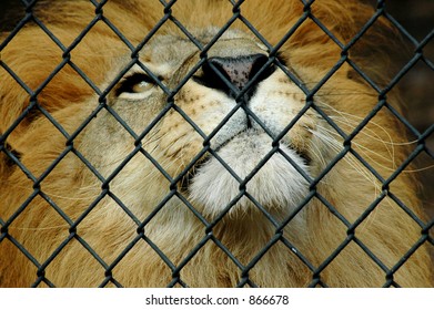 Lion Contained