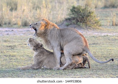 Lion Couple Mating.