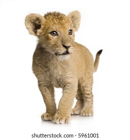 Lion Cub (3 Months) In Front Of A White Background.