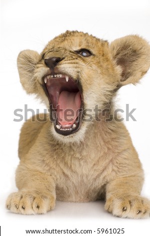 Lion Cub (3 months) in front of a white background.