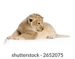 Lion Cub (3 weeks) lying down in front of a white background. All my pictures are taken in a photo studio.