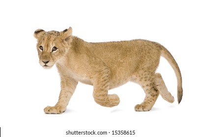 1,020 Lion Walking Profile Images, Stock Photos & Vectors | Shutterstock