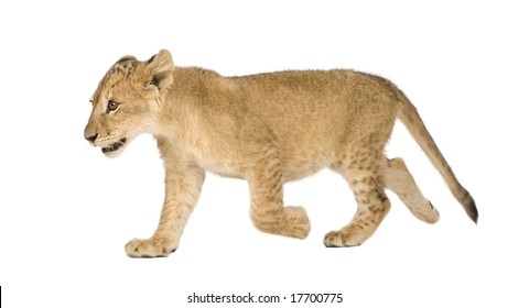 6,161 Lion cub white background Images, Stock Photos & Vectors ...