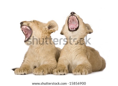 Lion Cub (4 months) in front of a white background