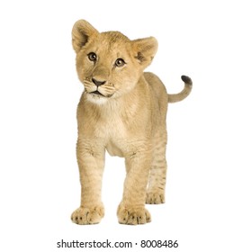 8 856 Lion Blanc Bebe Stock Photos Images Photography Shutterstock