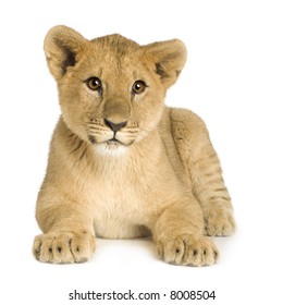 8 856 Lion Blanc Bebe Stock Photos Images Photography Shutterstock