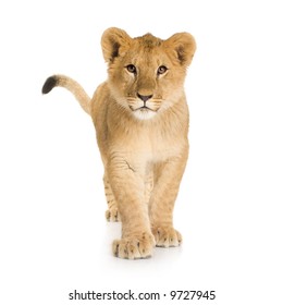 Lion Cub (6 Months) In Front Of A White Background