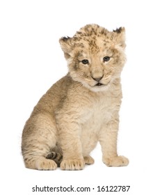 Lion Cub (6 Weeks) In Front Of A White Background