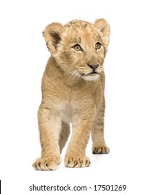 Lion Cub (8 Weeks) In Front Of A White Background