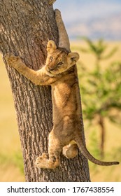 Lion cub climbing tree turns to camera