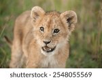 Lion cub close-up, Masai Mara, Kenya	