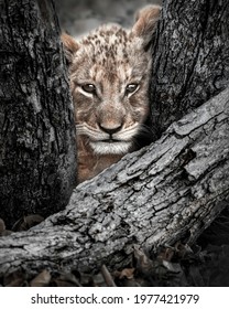 Lion Cub Face In Between Some Branches