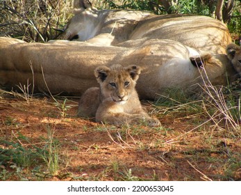 Lion Cub With Female Lion In Background