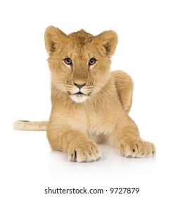 Lion Cub In Front Of A White Background