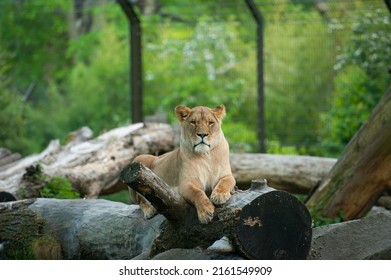 lion cub in the grass, lion cub in the zoo, portrait of a female lion, Lioness
