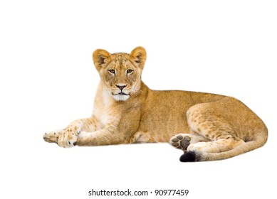 Lion Cub - Isolated On White Background