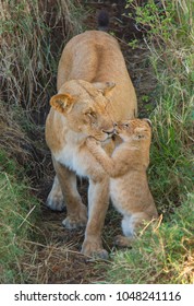 Lion Cub Kissing Mother