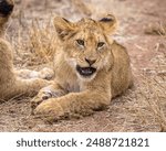 Lion Cub - Kruger National Park, South Africa