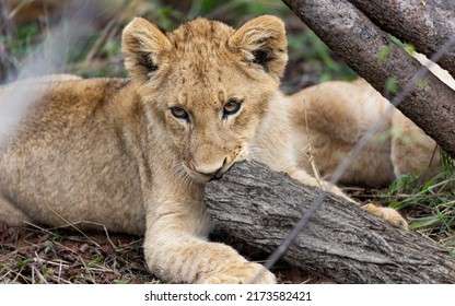 Lion Cub In Kruger Nationalpark