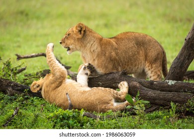 Lion Cub Lies On Back Slapping Another