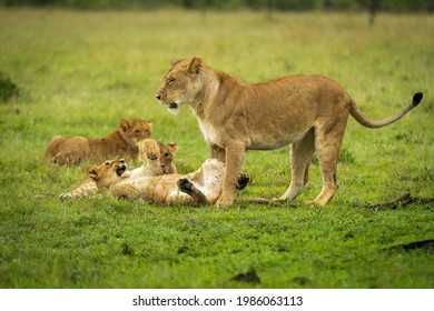 Lion cub lies on back near mother