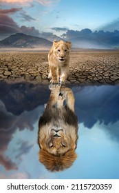 Cubo de león mirando el reflejo de un león adulto en el agua sobre un fondo de montañas