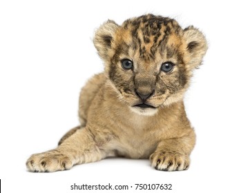 Lion Cub,  Lying Down, 16 Days Old, Isolated On White