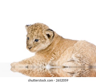 Lion Cub lying down in front of a white background. All my pictures are taken in a photo studio.