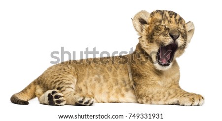 Lion cub lying down, roaring, 4 weeks old, isolated on white