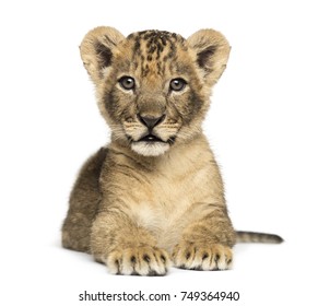 Lionceau Images Photos Et Images Vectorielles De Stock Shutterstock