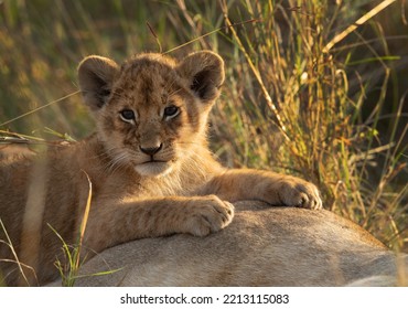 Lion Cub With Mother At Masai Mara, Kenya