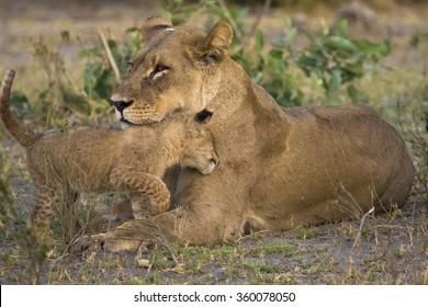 Lion Cub Nuzzles His Mother. 