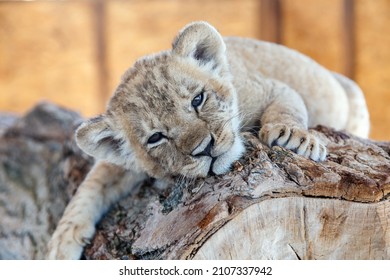 Lion cub on a log. A small cute lion cub lies on a wooden log. Closeup