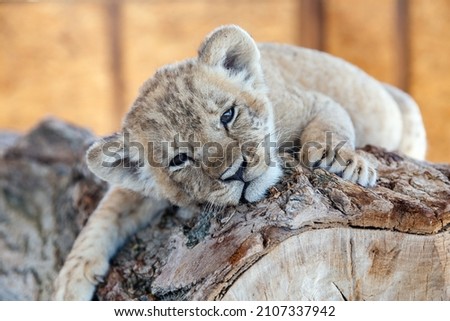 Lion cub on a log. A small cute lion cub lies on a wooden log. Closeup