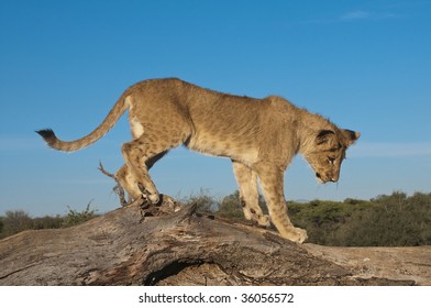 Lion Cub On A Tree