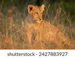 Lion cub (panthera leo), masai mara national reserve, kenya, east africa, africa