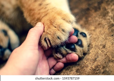 Lion Cub Paws A Man’s Hand