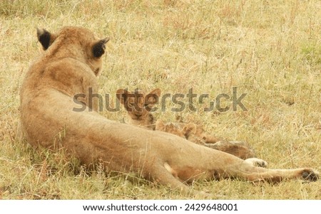 Lion cub peeks over lionesses back in teh Sabi Sand Game Reserve in South Africa