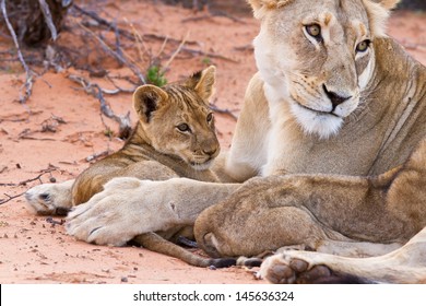 Lion Cub Play With Mother On Sand With Love