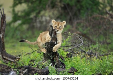 Lion Cub Play On Little Tree